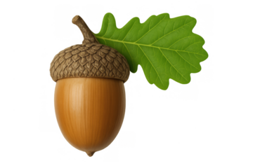 Acorn with green oak leaf, symbolizing nature, growth, and the forest on transparent background