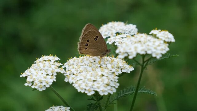Achillea millefolium, white flower heads. Common names yarrow, common yarrow. Healthcare and medicine