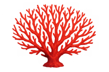Red branch coral isolated on transparent background illustrating marine life and underwater ocean ecosystems