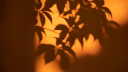 Moving leaf shadows on textured gold wall, a calming and aesthetic botanical overlay effect