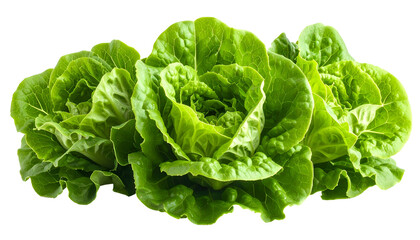 Close-up of several vibrant green butter lettuce heads on a black background