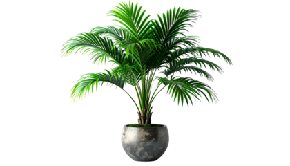 Lush green potted palm plant with multiple fronds, isolated on black background