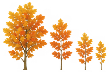 Autumn oak tree and branches with vibrant falling leaves vector, growing from small to large, on transparent background