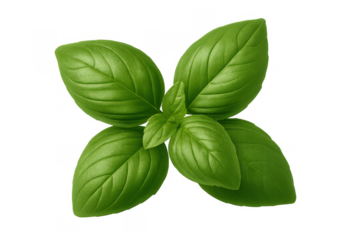 Fresh green basil leaves providing natural aromatic flavor for culinary cooking and healthy organic ingredients