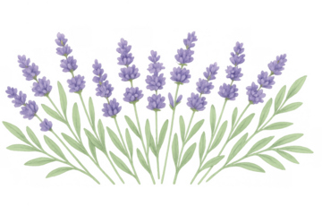 Lavender flowers watercolor illustration creating a natural border, gentle purple botanical elements with transparent background