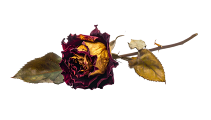 Close-up of a decaying rose with dried petals and leaves isolated on black