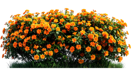 Lush bush filled with orange flowers and green leaves on a transparent background