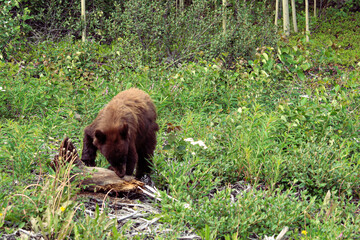 bear eating termites in Yukon 
