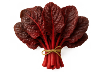 Red chard bunch, healthy raw leafy greens with vibrant stems, tied with twine, transparent background