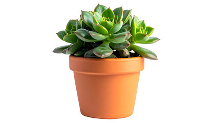 A succulent plant with green leaves in a terracotta pot, isolated on a black background