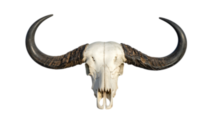 A stark white buffalo skull with massive, curving horns against a black background