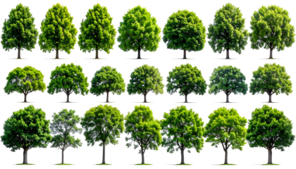 A collection of various lush green trees with distinct shapes, against a transparent background