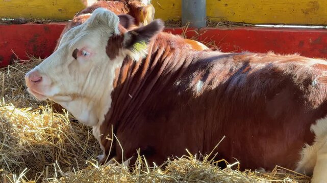 Brown hereford cow lying on straw chewing cud