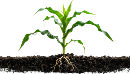 A young corn plant emerges from soil with roots visible, against a black background