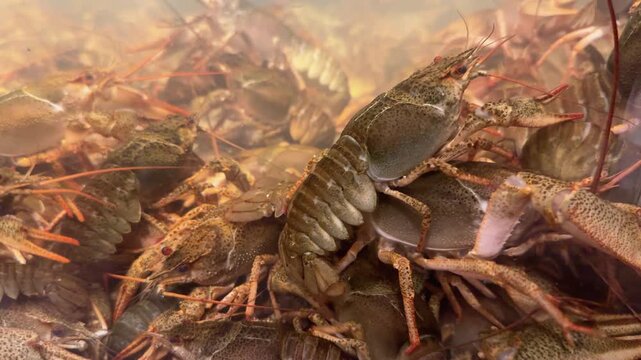 Live crawfish moving and swimming in a restaurant aquarium