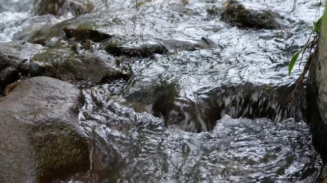 crocodile in the water, Java, Indonesia, South East Asia