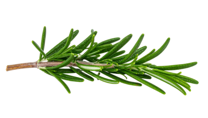 Close-up of a sprig of green rosemary, isolated on a black background