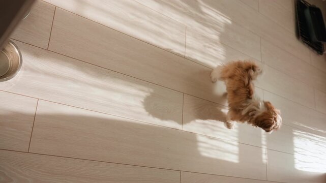 Dog Follows Owner Through Sunlight, Sunny Hallway With Pet And Owner Moving, Dog And Human Walking Along Sunlit Tiled Corridor, Luminous Passageway Scene Showing Playful Dog And Owner Strolling