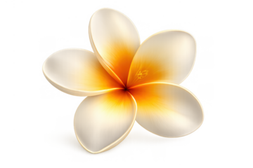 Plumeria frangipani flower with white and yellow petals, blooming as a tropical botanical illustration. Transparent background
