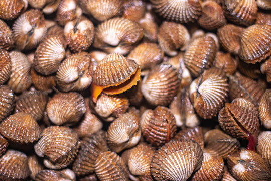 Close-up image of blood cockles from the catch of traditional fishermen in Demak, Central Java.