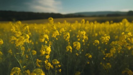 Open field filled with yellow flowers under sunlight, evoking warmth, natural beauty, tranquility, and the vibrant charm of a flourishing meadow.