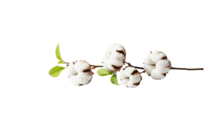 Four fluffy white cotton bolls on a thin brown branch with green leaves plant stem, Isolated On Png Transparent Background