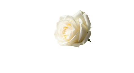 Single white rose bloom with delicate petals against a stark black background flower, Isolated On Png Transparent Background
