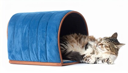 布団をかぶって眠るネコに写真