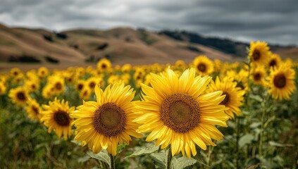 A field of vibrant sunflowers under a dramatic, cloudy sky