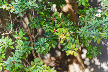 トベラの実・japanese tobira