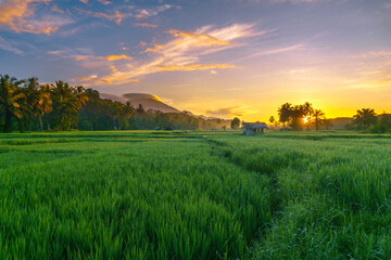 Obraz premium Beautiful morning view in Indonesia, panoramic landscape of rice fields with mountain ranges and clear sky