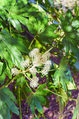 ヤツデ・秋に咲くヤツデの花・Japanese Aralia