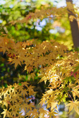 日本の秋・紅葉・もみじ