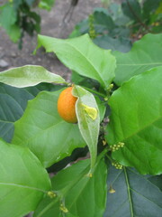 If chickpeas are orange, it means they are cooked