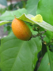 If chickpeas are orange, it means they are cooked