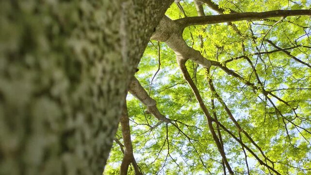 ケヤキの木を見上げる