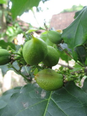 chickpeas that are still green and still on the tree