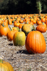 Pumpkins in a field 