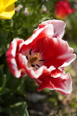 Obraz premium red and white tulips