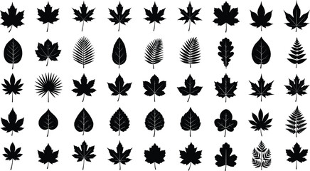 Large collection of diverse botanical leaf silhouettes, natural plant foliage icons, black vector leaves for eco design, nature illustration elements