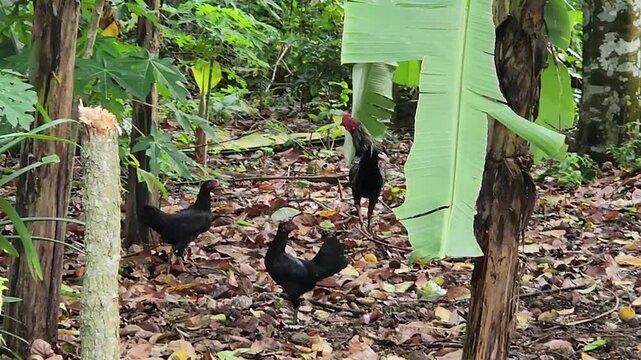 Free range chickens and rooster in tropical banana garden. Village chickens roaming under banana trees outdoor farm. Organic free range poultry in lush tropical backyard nature