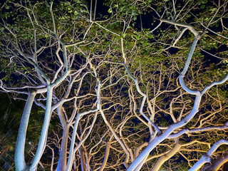 Illuminated tree at night time