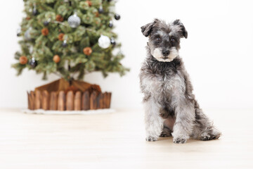 クリスマスツリーの横に座るミニチュアシュナウザー