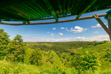 vineyard in the summer