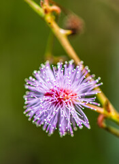 pink flower of a thistle