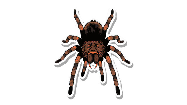 Illustration of a Tarantula Spider Sticker
