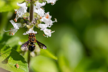 Fototapeta premium Abelha do subgênero Epanthidium pertence à tribo Anthidiini, da família Megachilidae, em uma flor de manjericão.