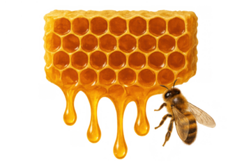 Honeycomb dripping pure viscous honey with a busy honeybee, sweet natural organic food product with transparent background