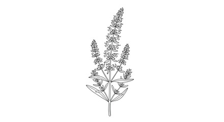 A simple and elegant black and white line art illustration of a flowering sage plant, isolated on a clean white background.