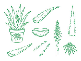 Aloe vera plant illustration with leaves, plant, roots and slice in green thin line design.